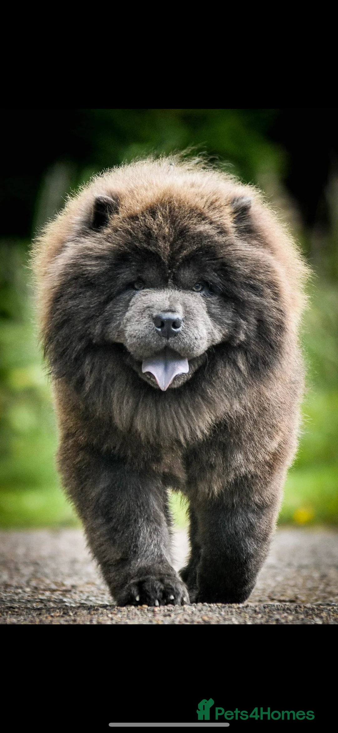 Chow Chow dogs for stud: Buddy the blue chow chow in Leeds - Advert 4