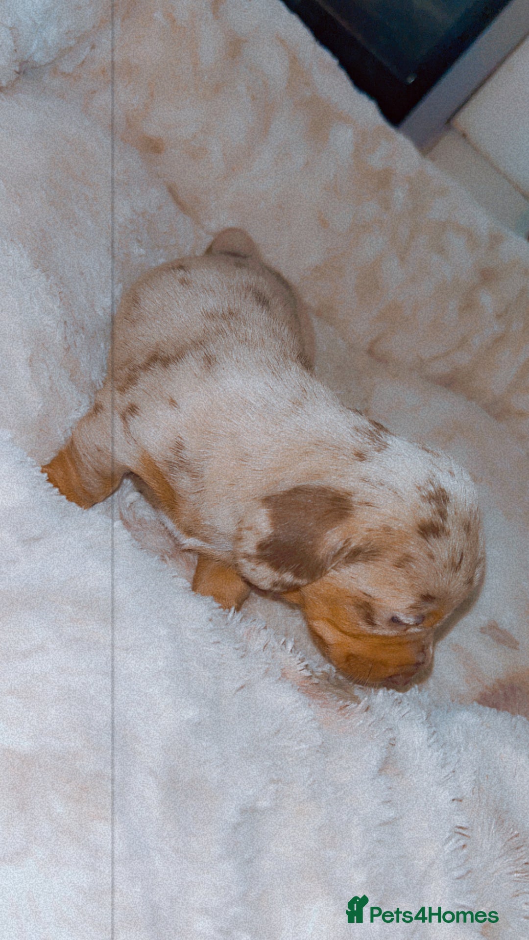 Dachshund dogs for sale: Dachshund  - Image 13