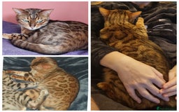Bengal cats for sale: Female Bengal - Image 1