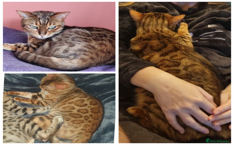 Bengal cats - Advert 14