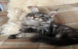 Maine Coon cats for sale: ⭐️Beautiful Maine Coon Kittens⭐️ - Image 12