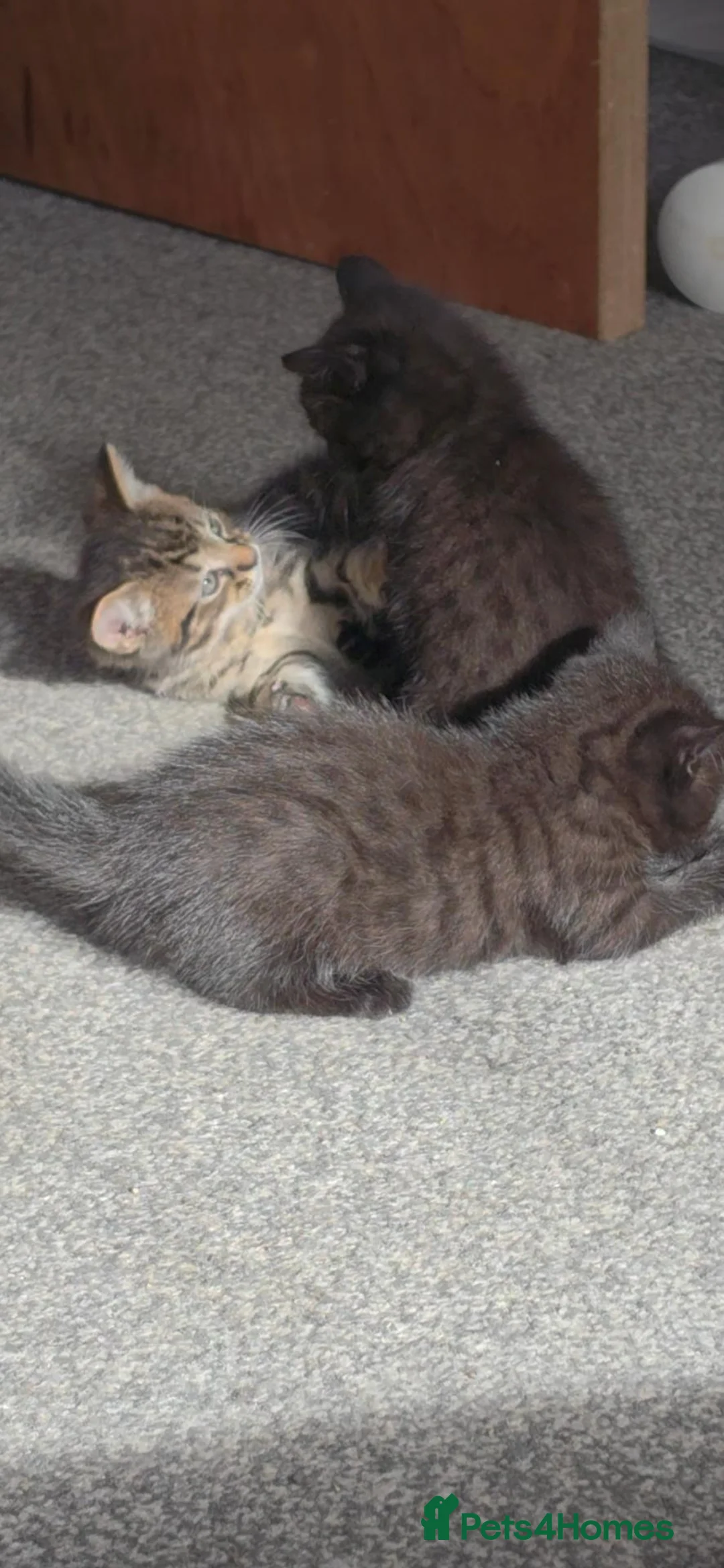 Mixed Breed cats for sale: Bengal X  - Advert 1