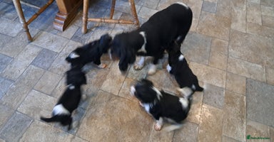 Cavalier King Charles Spaniel dogs - Advert 6