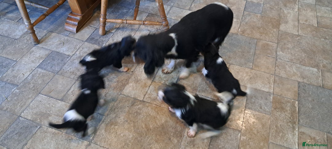 Cavalier King Charles Spaniel dogs for sale: Cavalier King Charles Puppies Available - Image 2