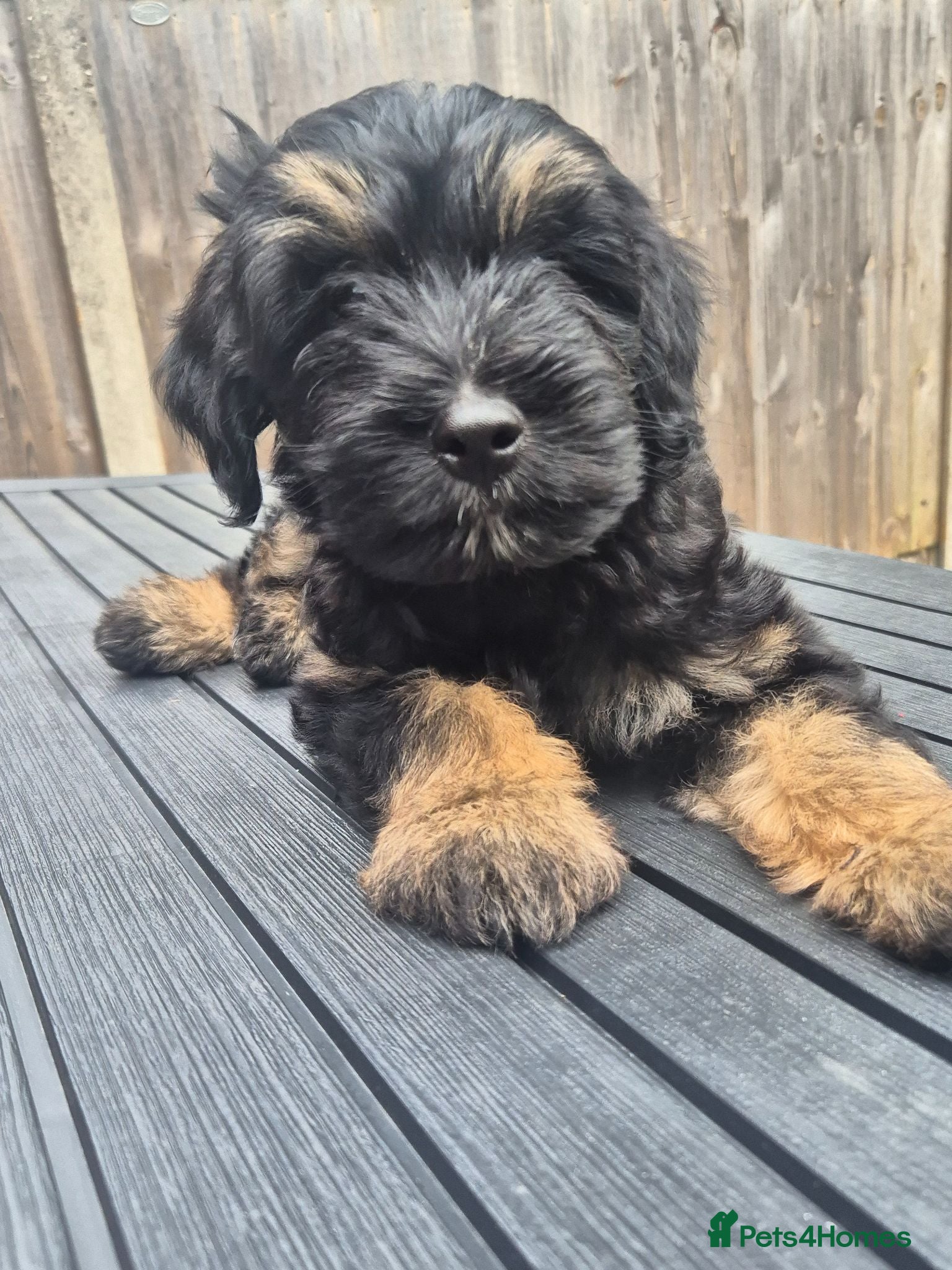 Mixed Breed dogs Adorable pups READY TO GO - Advert 8