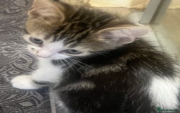 Mixed Breed cats for sale: Handsome boy nearly 9 weeks old ready to go  - Image 4