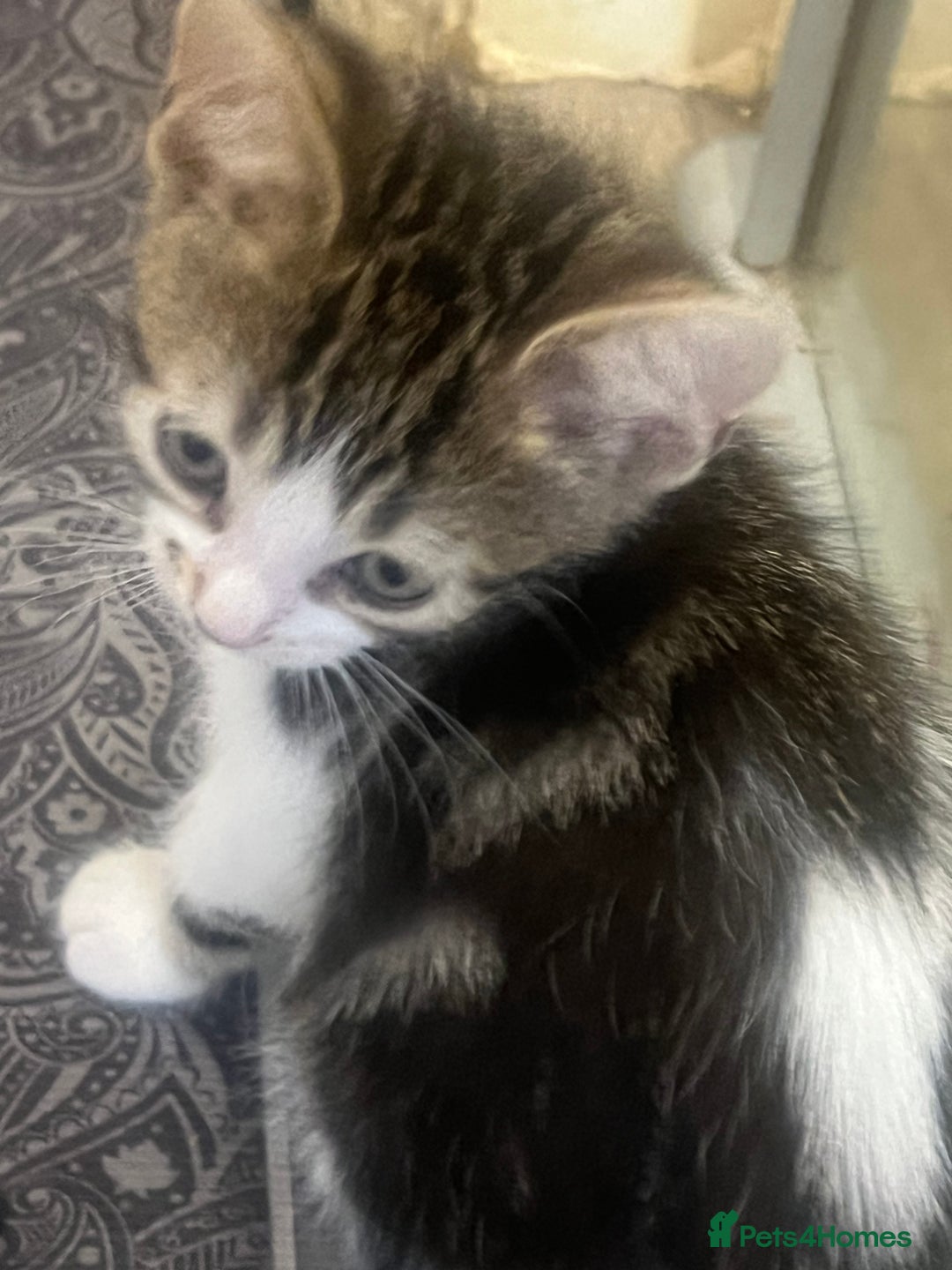 Mixed Breed cats for sale: Handsome boy nearly 9 weeks old ready to go  - Image 4