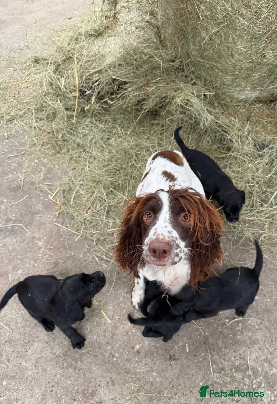 Springador dogs for sale: F1 Springador puppies - Advert 2