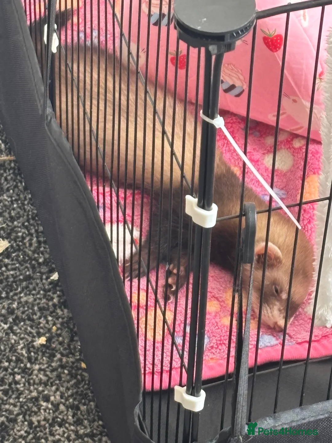 Ferret rodents for sale: Jill ferret for sale  - Advert 6