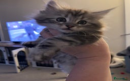 Maine Coon cats for sale: Beautiful female Maine coon ready 15/12/2025 - Image 2