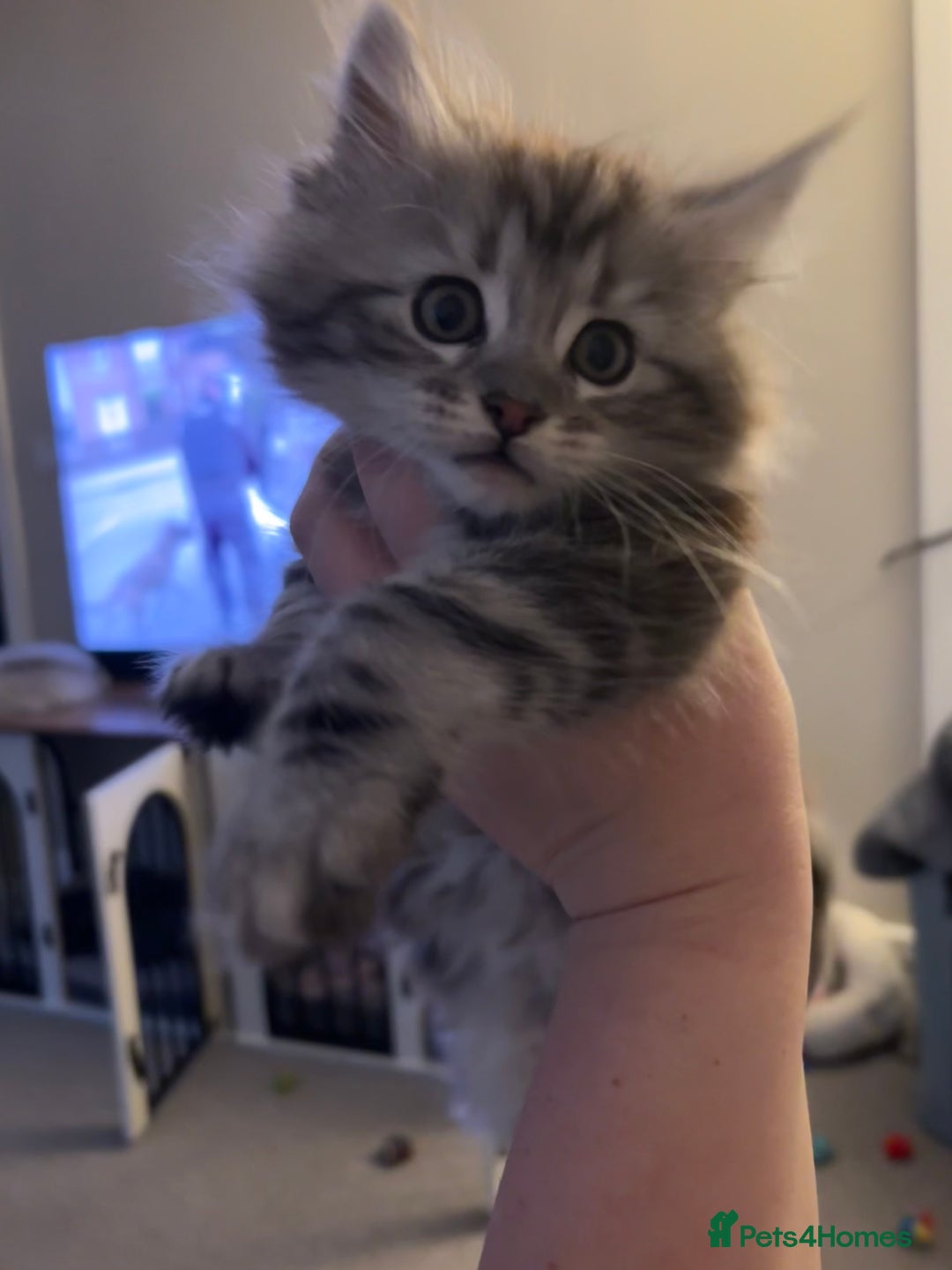 Maine Coon cats for sale: Beautiful female Maine coon ready 15/12/2025 - Image 2
