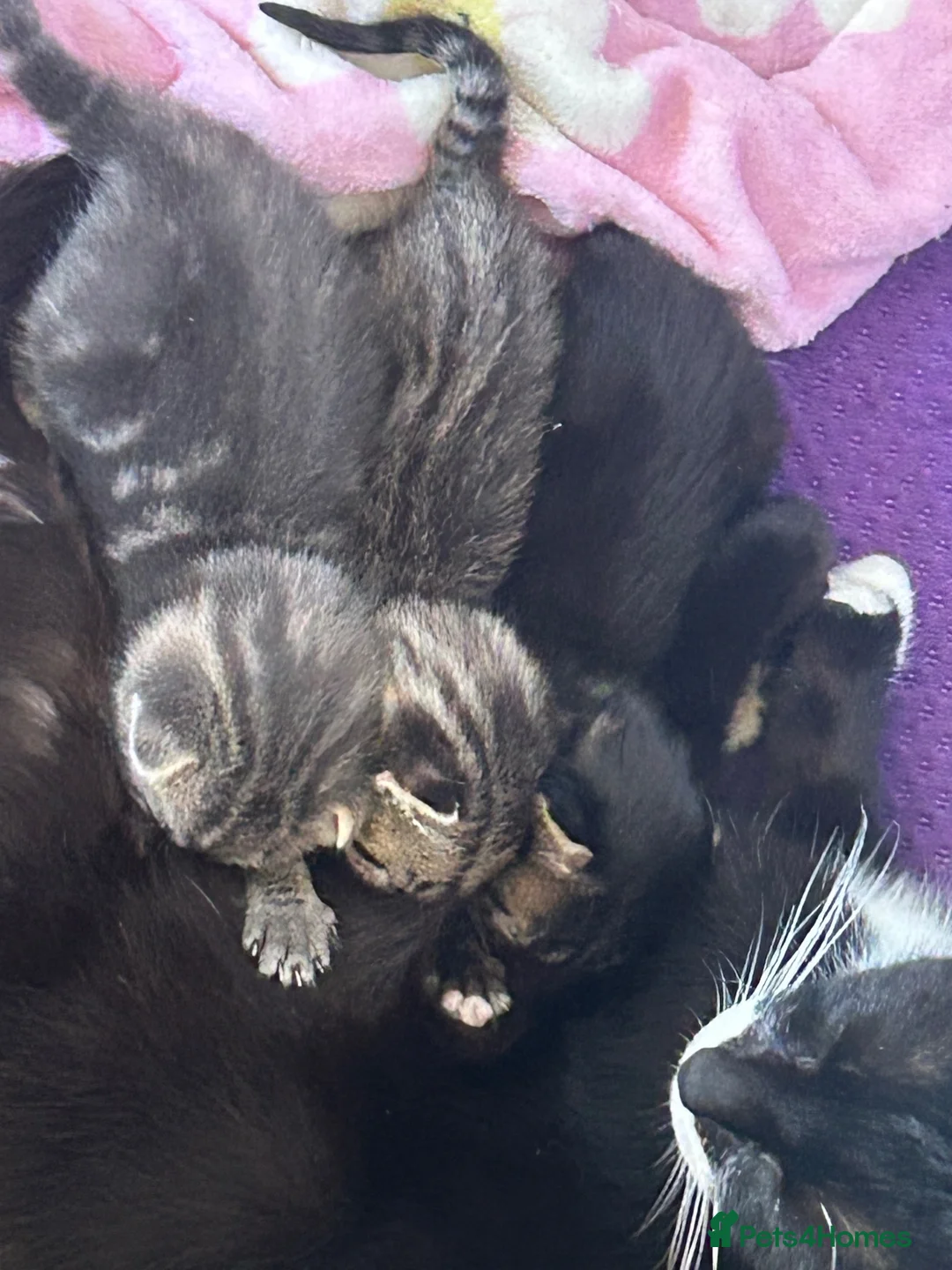 Mixed Breed cats for sale: 1 female grey kitten - Advert 10