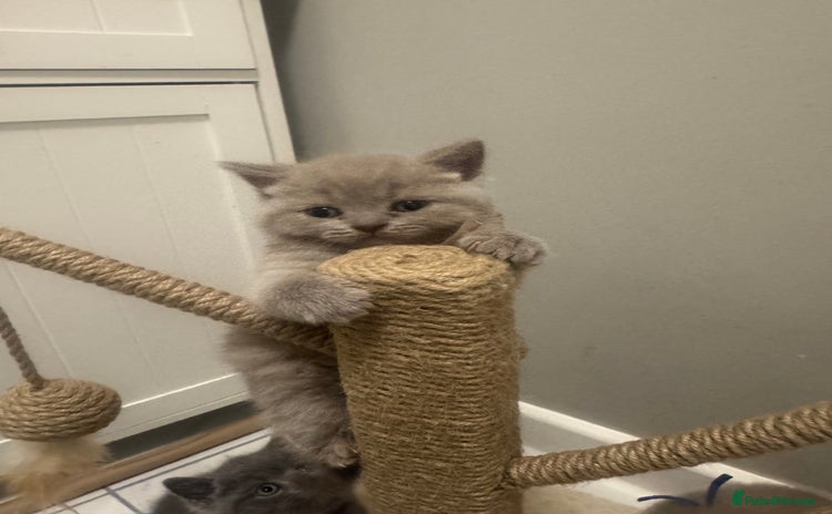 British Shorthair cats BRITISH SHORT HAIR LILAC KITTENS  - Advert 2