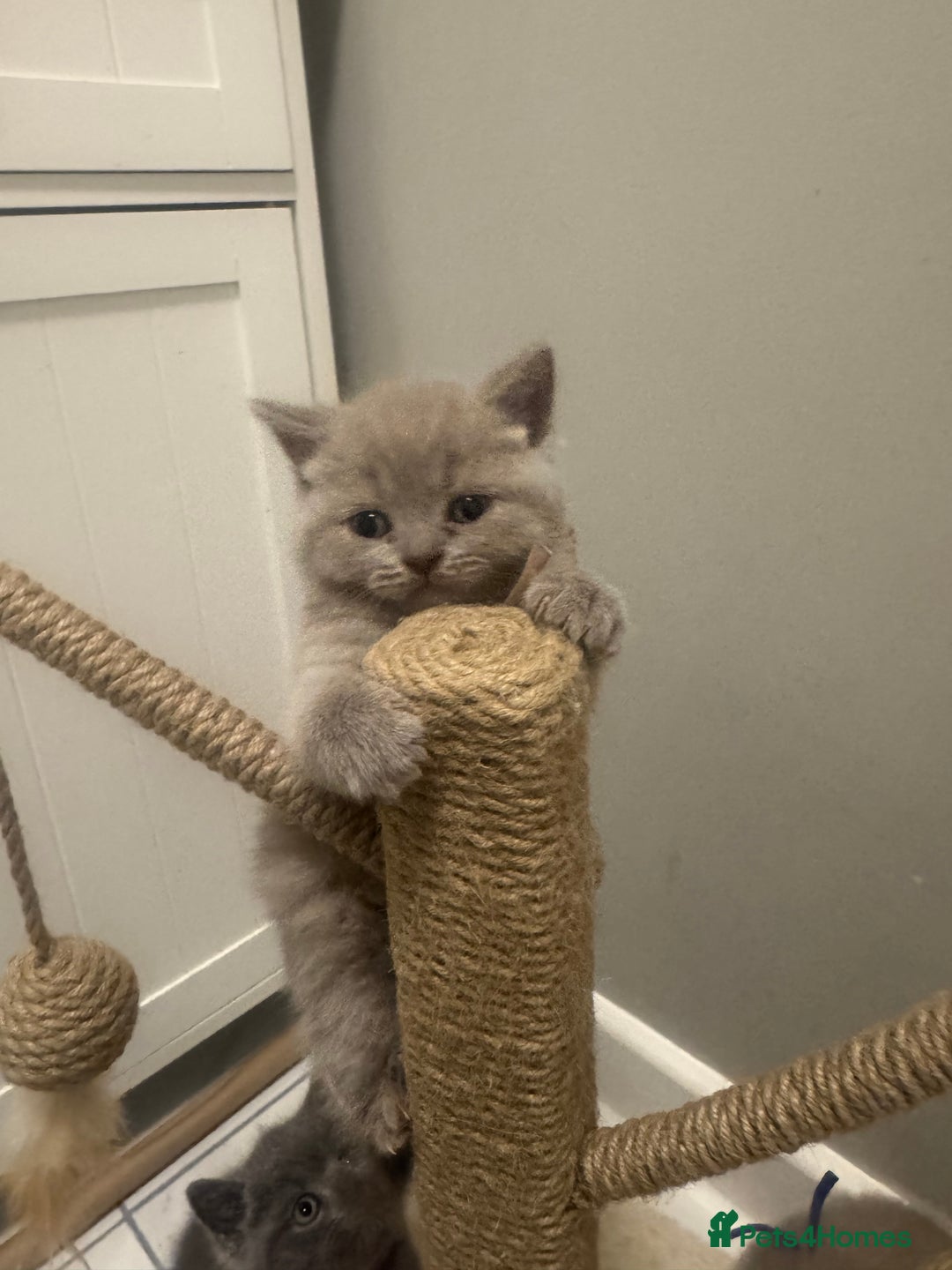 British Shorthair cats for sale: BRITISH SHORT HAIR LILAC KITTENS  - Advert 1