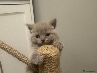 British Shorthair cats BRITISH SHORT HAIR LILAC KITTENS - Advert 2