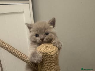 British Shorthair cats BRITISH SHORT HAIR - 1 blue female remaining - Advert 8