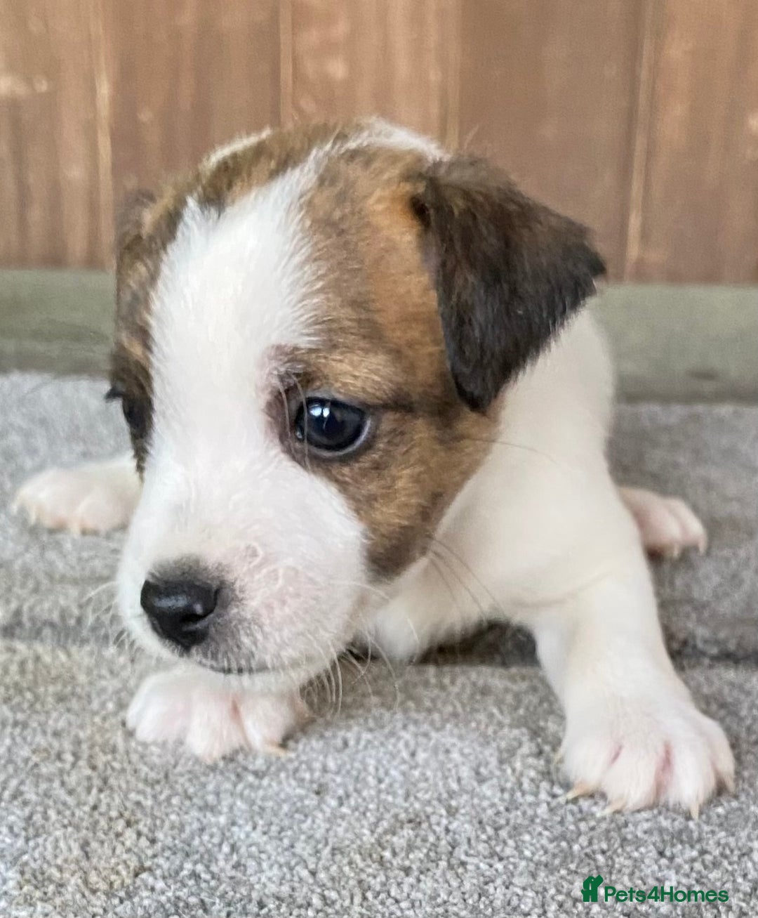 Jack Russell dogs for sale:  **  JACK RUSSELL PUPPIES - READY TO GO - Advert 22
