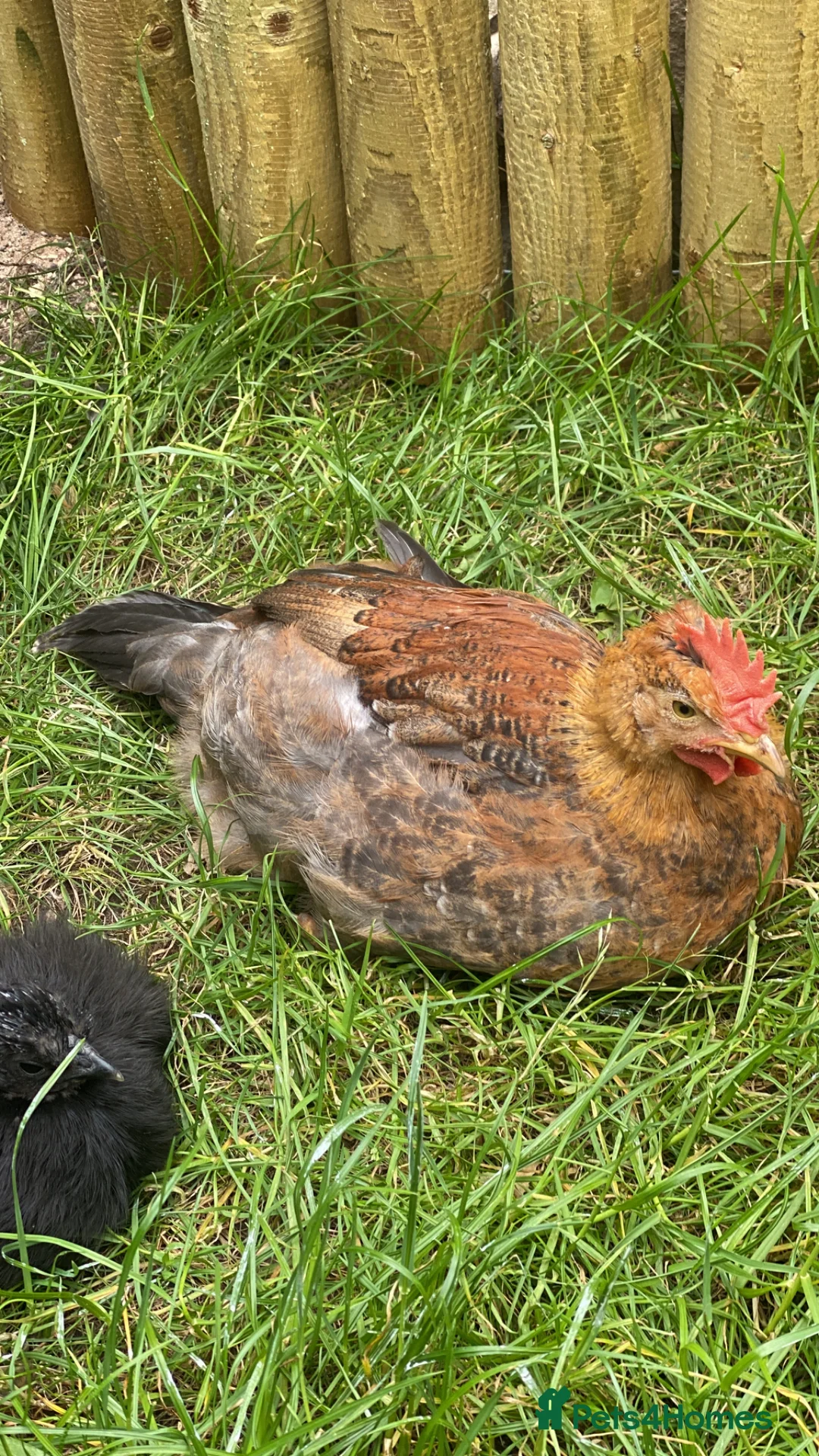 Chickens poultry for sale: Cream legbar male in Sheffield - Advert 1