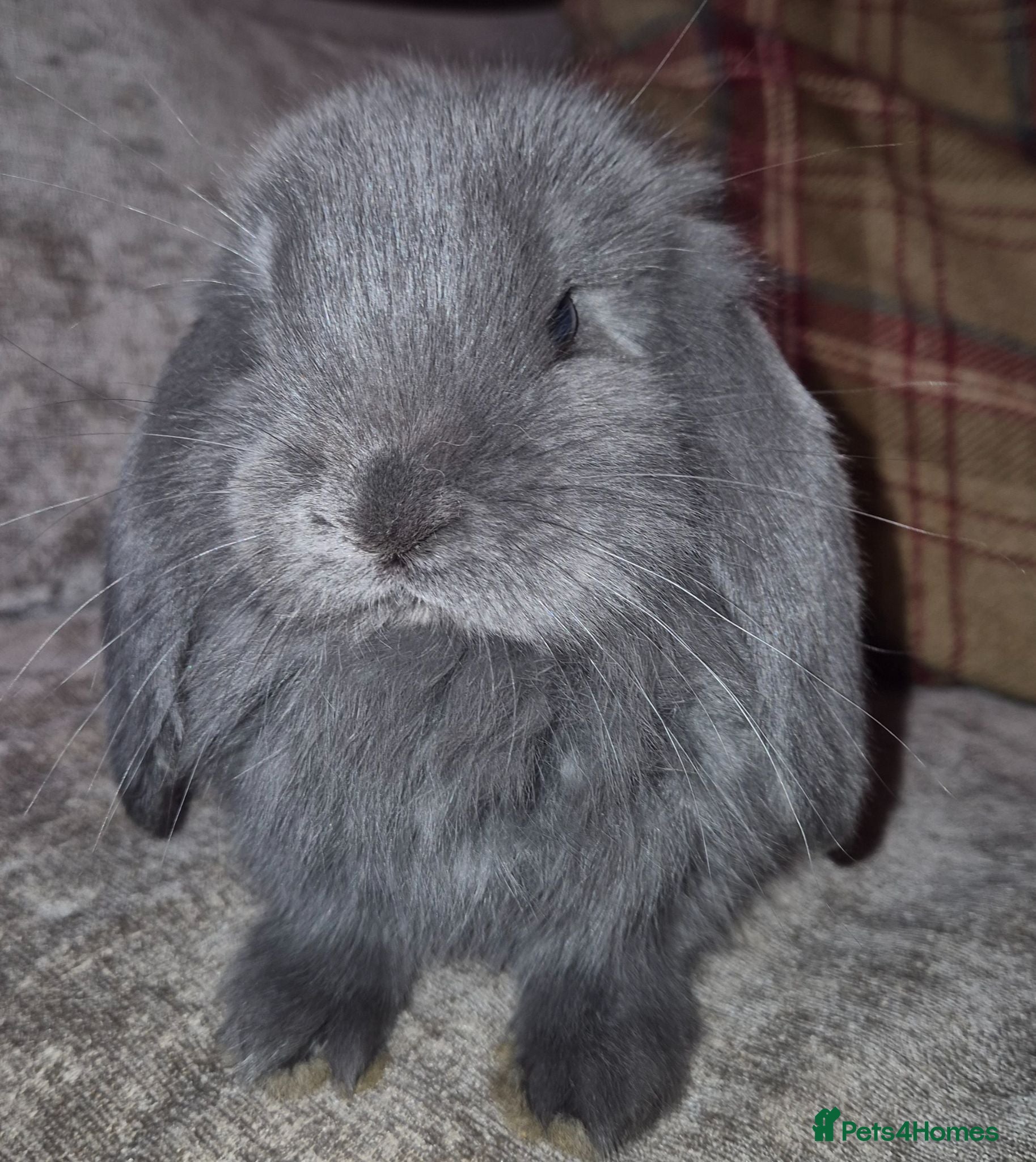 French Lop rabbits Beautiful Socialised French Lops - Advert 10