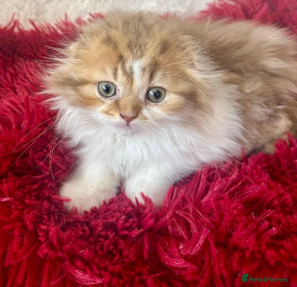 British Longhair cats beautiful british long hair boy kitten  - Advert 2