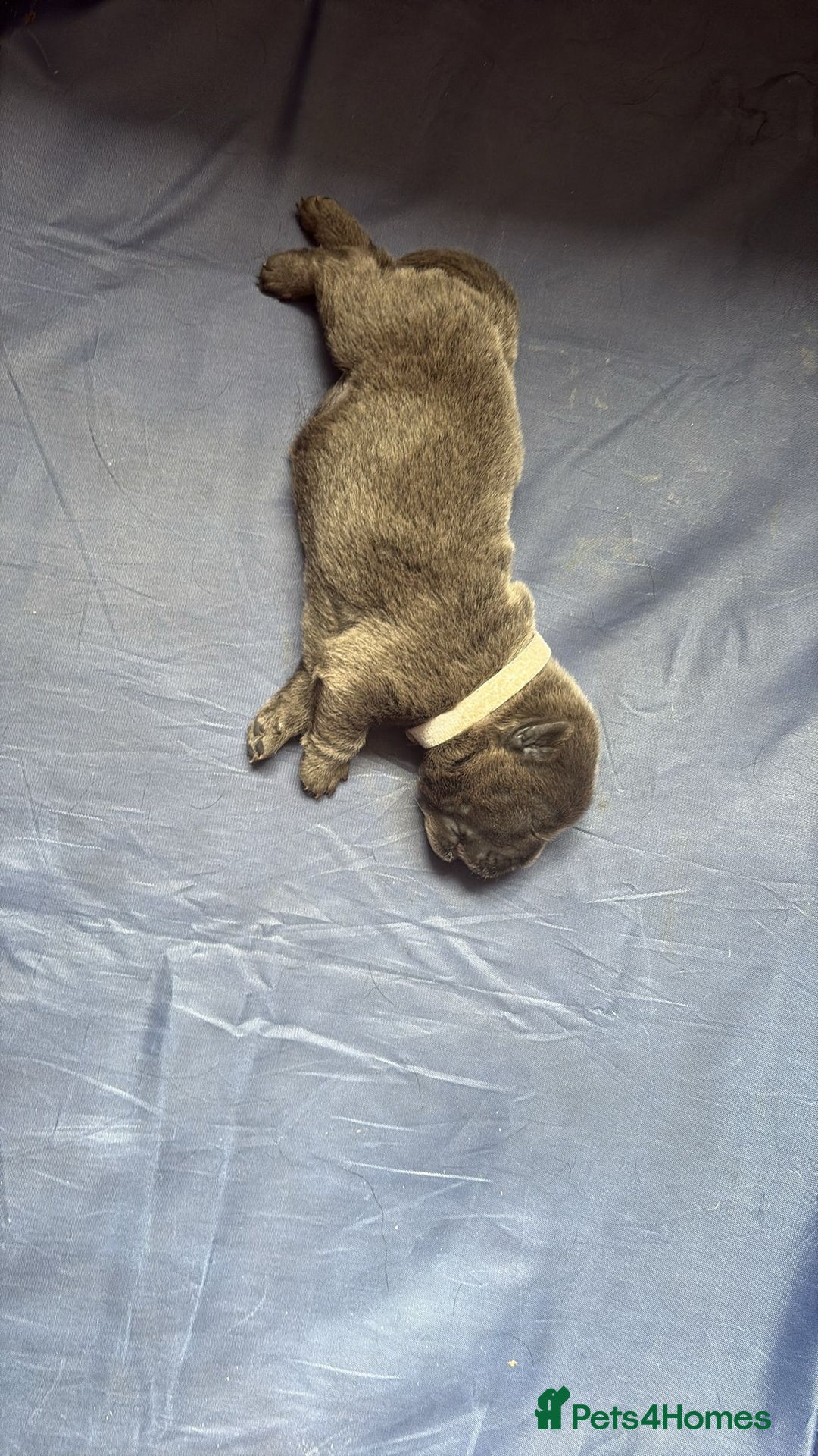 Chow Chow dogs for sale: Beautiful Chow Chow puppies  - Image 22