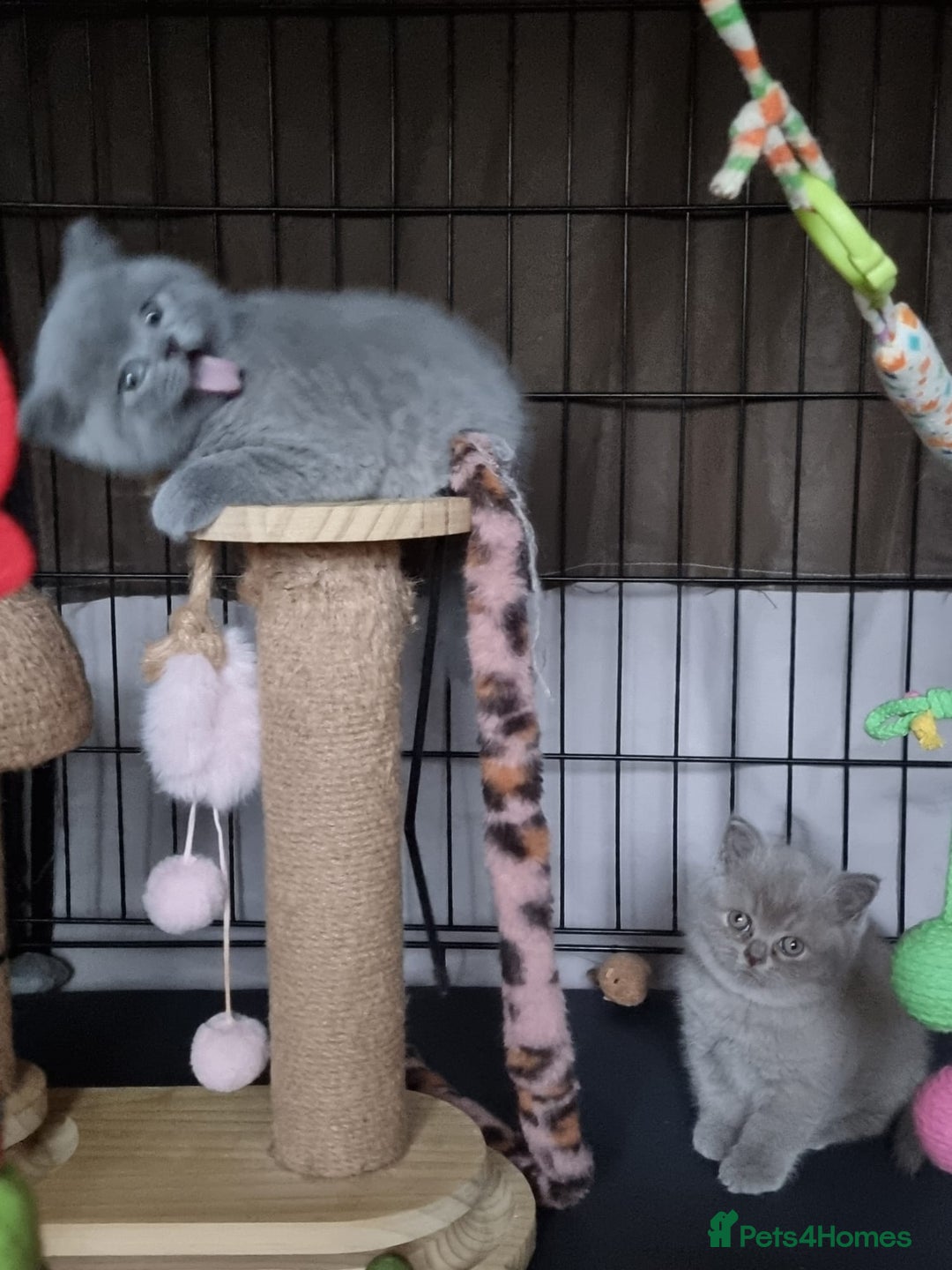 British Shorthair cats for sale: Lilac Blue Female British Shorthair GCCF Pedigree - Advert 25