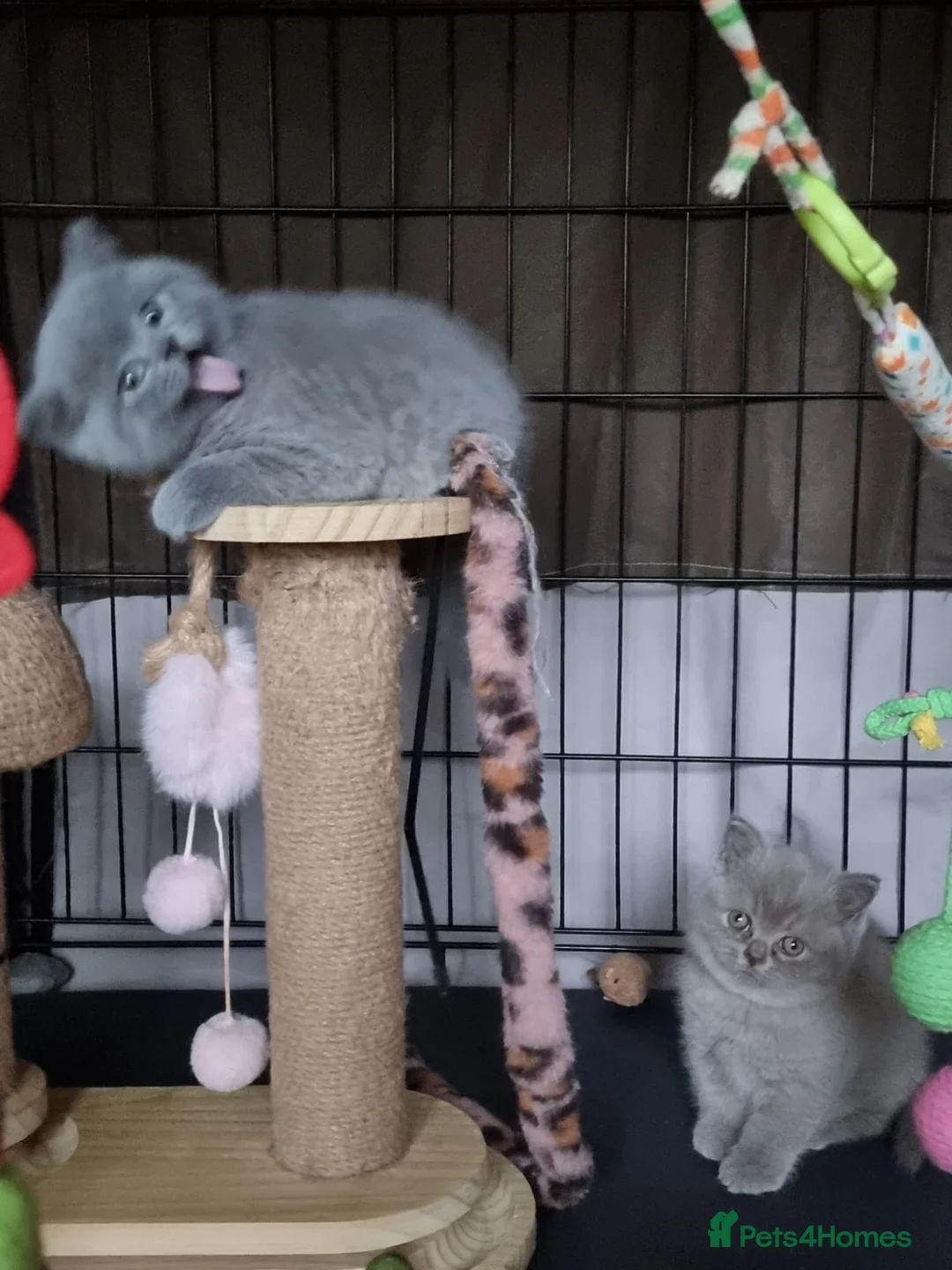 British Shorthair cats for sale: Lilac Blue Female British Shorthair GCCF Pedigree - Advert 25