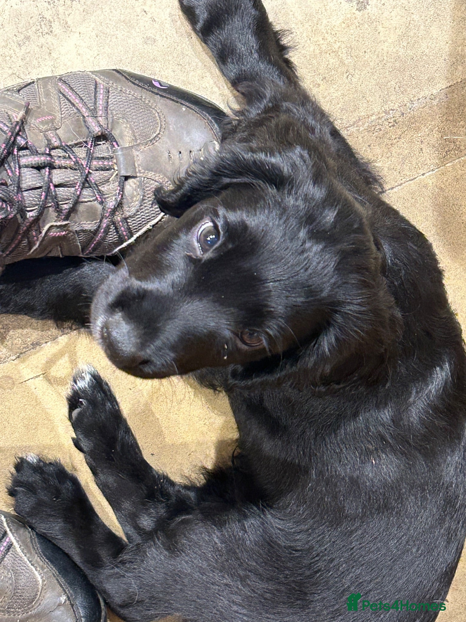 Cocker Spaniel dogs Cocker spaniel pups - ONE PUP READY TO GO - Advert 1