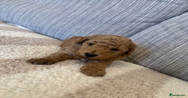 Schnoodle dogs - Advert 6