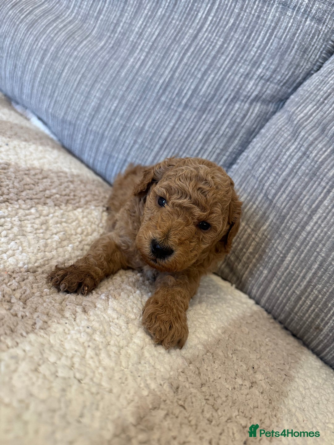 Schnoodle dogs for sale: Miniature Poodle X Schnoodle pups for sale - Image 2