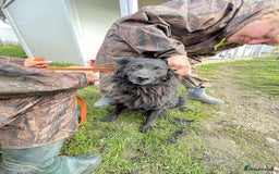 Mixed Breed dogs for adoption: Dagry - Norwich Norfolk  - Advert 4