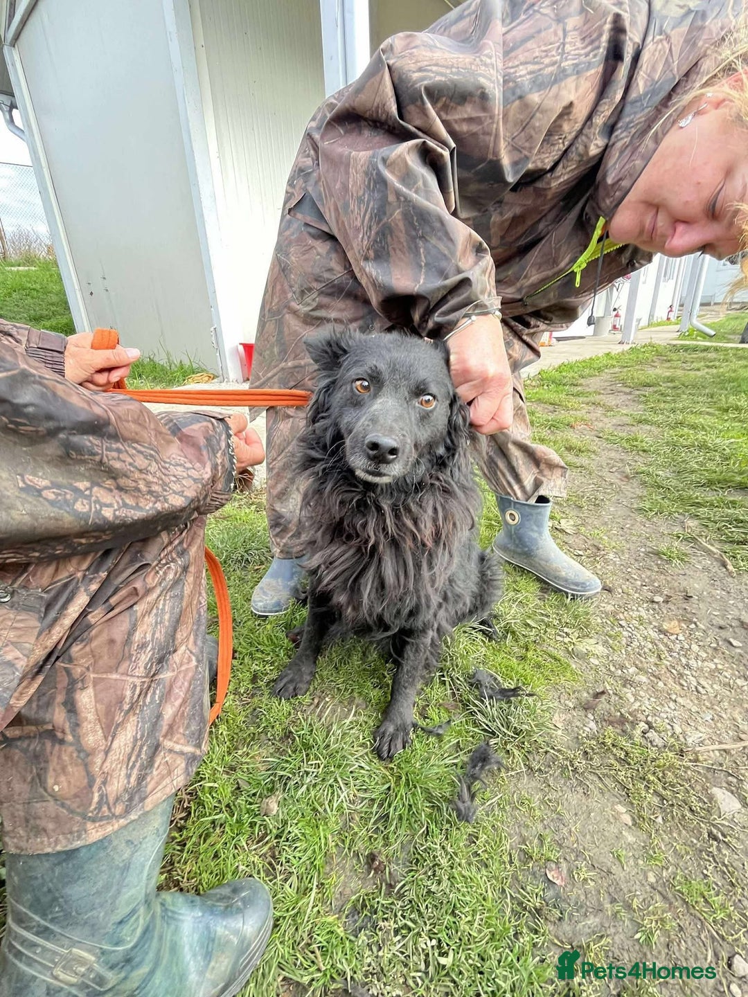 Mixed Breed dogs for adoption: Dagry - Norwich Norfolk  - Advert 4