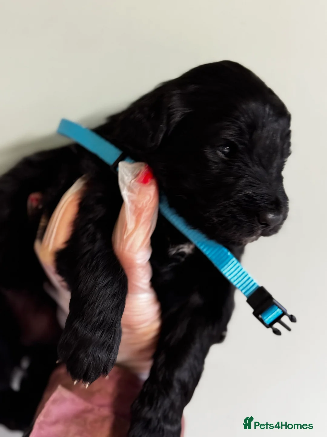 Mixed Breed dogs for sale: ⭐️ golden shepherd ⭐️ GIRLS ONLY - Advert 37