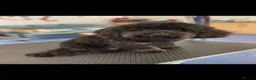 Jackapoo dogs for stud: Frank in Yeovil - Advert 8