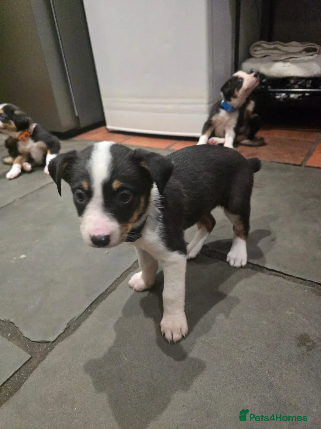 Border Collie dogs for sale: Border Collie pups for sale - Advert 2
