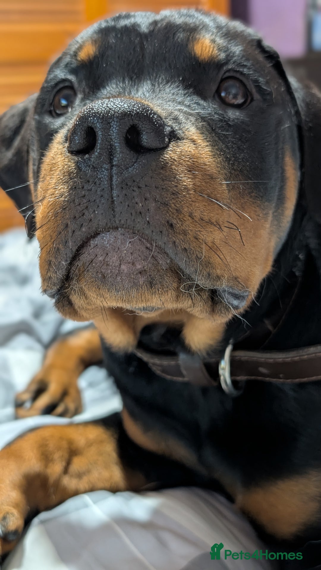 Rottweiler dogs for sale: 6 months male Rottie - Image 8