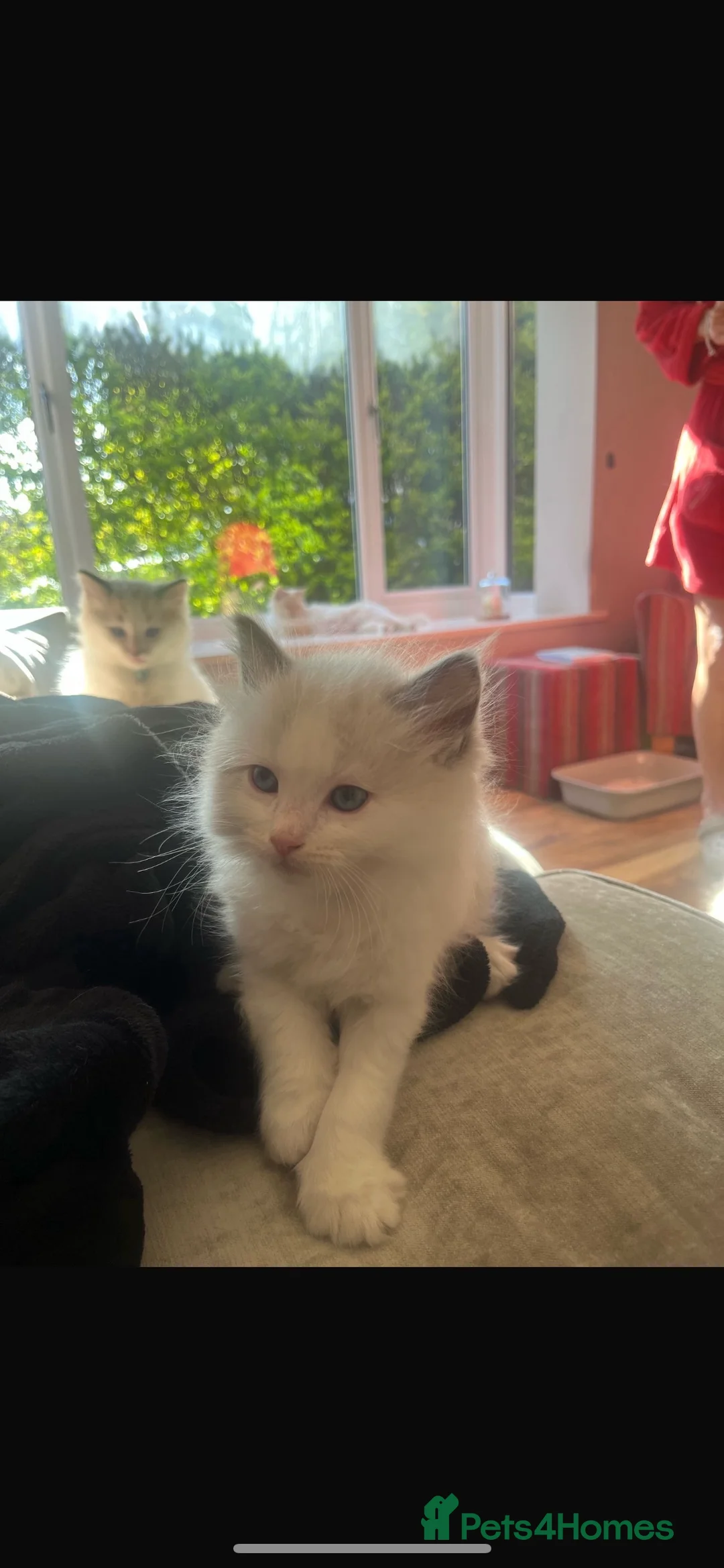 Ragdoll cats for stud: Seal Lynx Ragdoll Stud TICA in Colchester - Advert 10