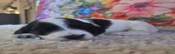 Sproodle dogs for sale: 🐶 Beautiful Sproodle Puppies For Sale 🐶 - Advert 10