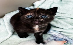 Mixed Breed cats for sale: 2 black tabby kittens  - Image 1
