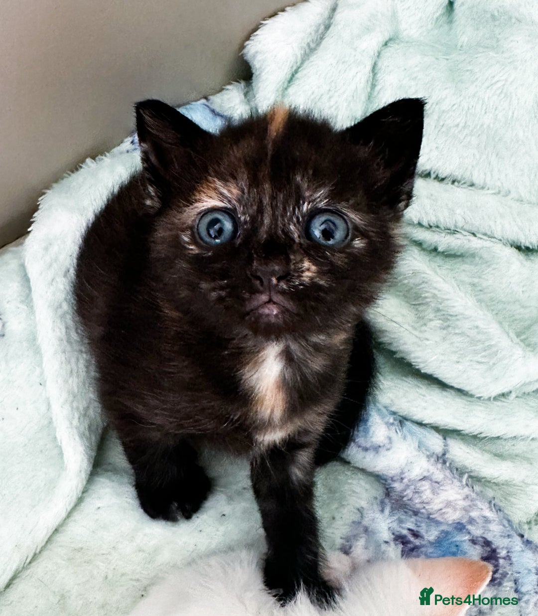Mixed Breed cats for sale: 2 black tabby kittens  - Image 1