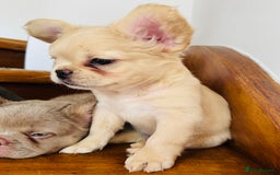 French Bulldog dogs for sale: Quality French bulldog puppies  - Image 2