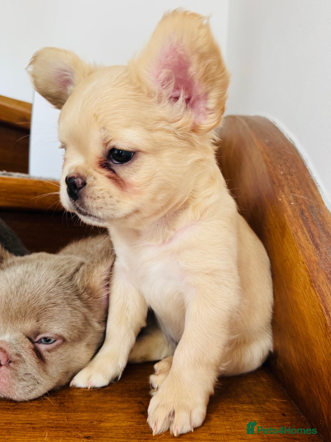 French Bulldog dogs for sale: Quality French bulldog puppies  - Image 2