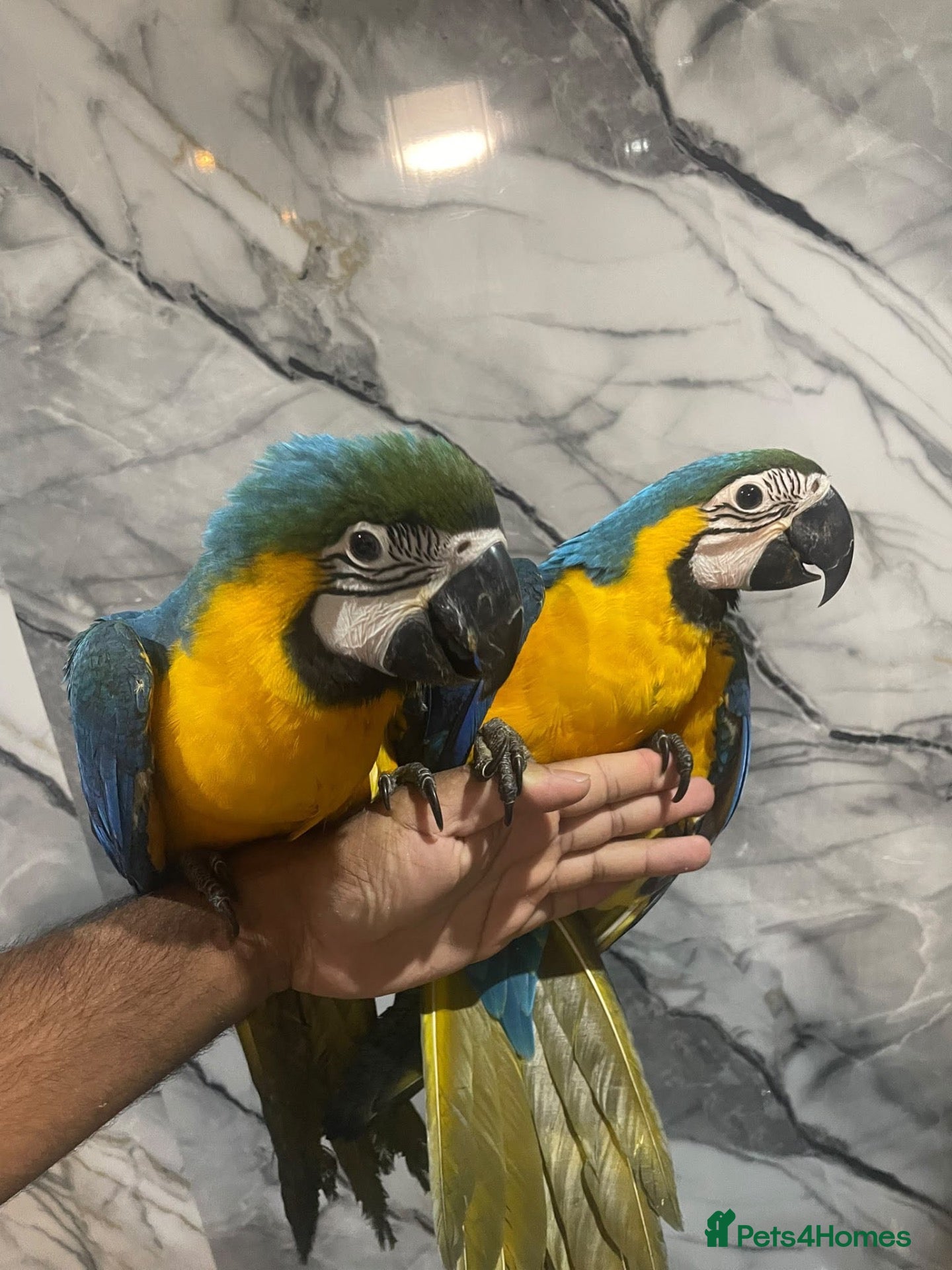 Macaws birds Baby HandReared Friendly Super Tame Cuddly Macaw - Advert 1