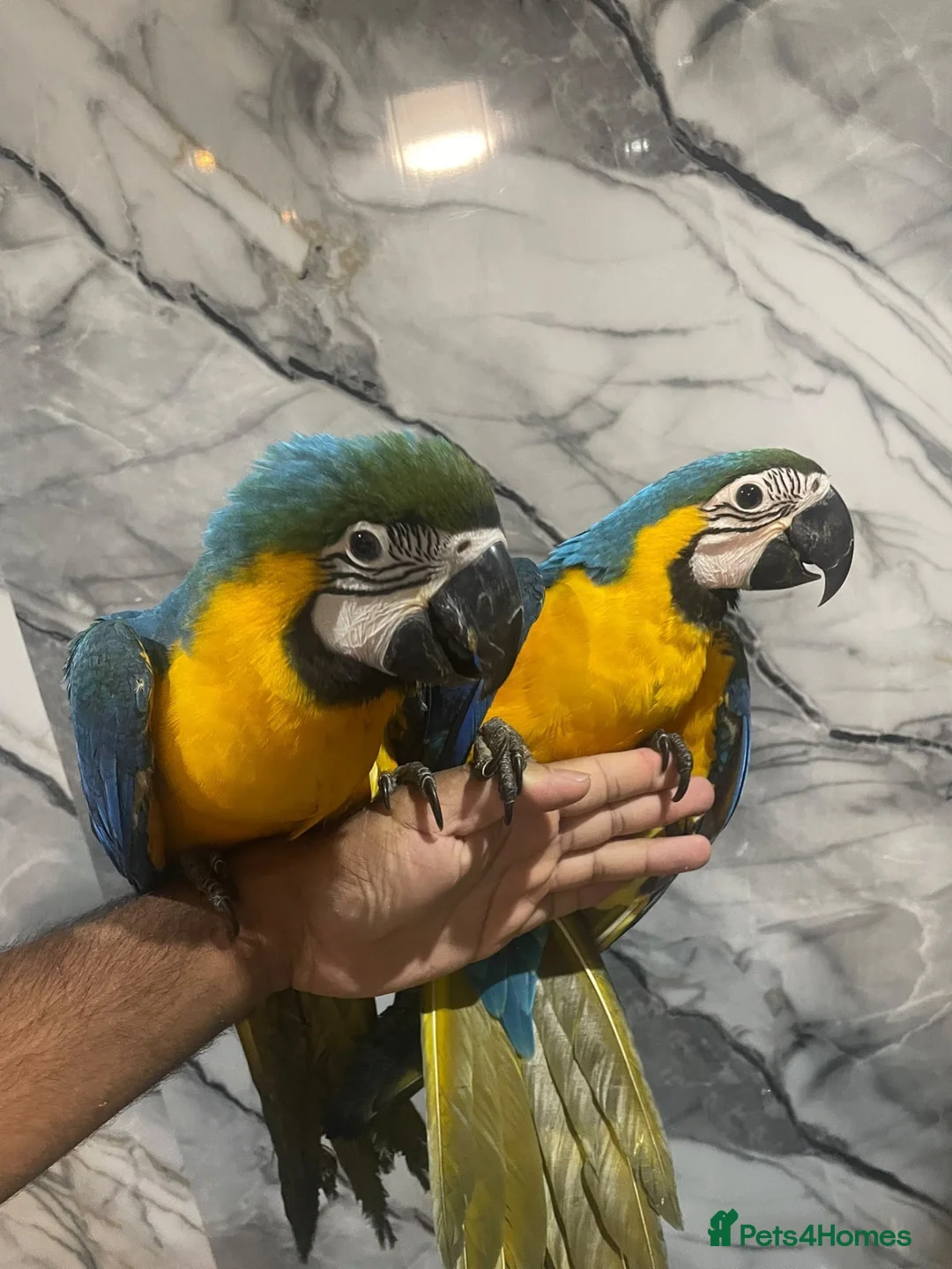 Macaws birds for sale: Baby HandReared Friendly Super Tame Cuddly Macaw in Nottingham - Advert 1