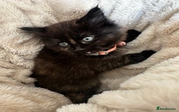 Ragdoll cats for sale: x3 adorable half ragdoll kittens ready to go - Image 18