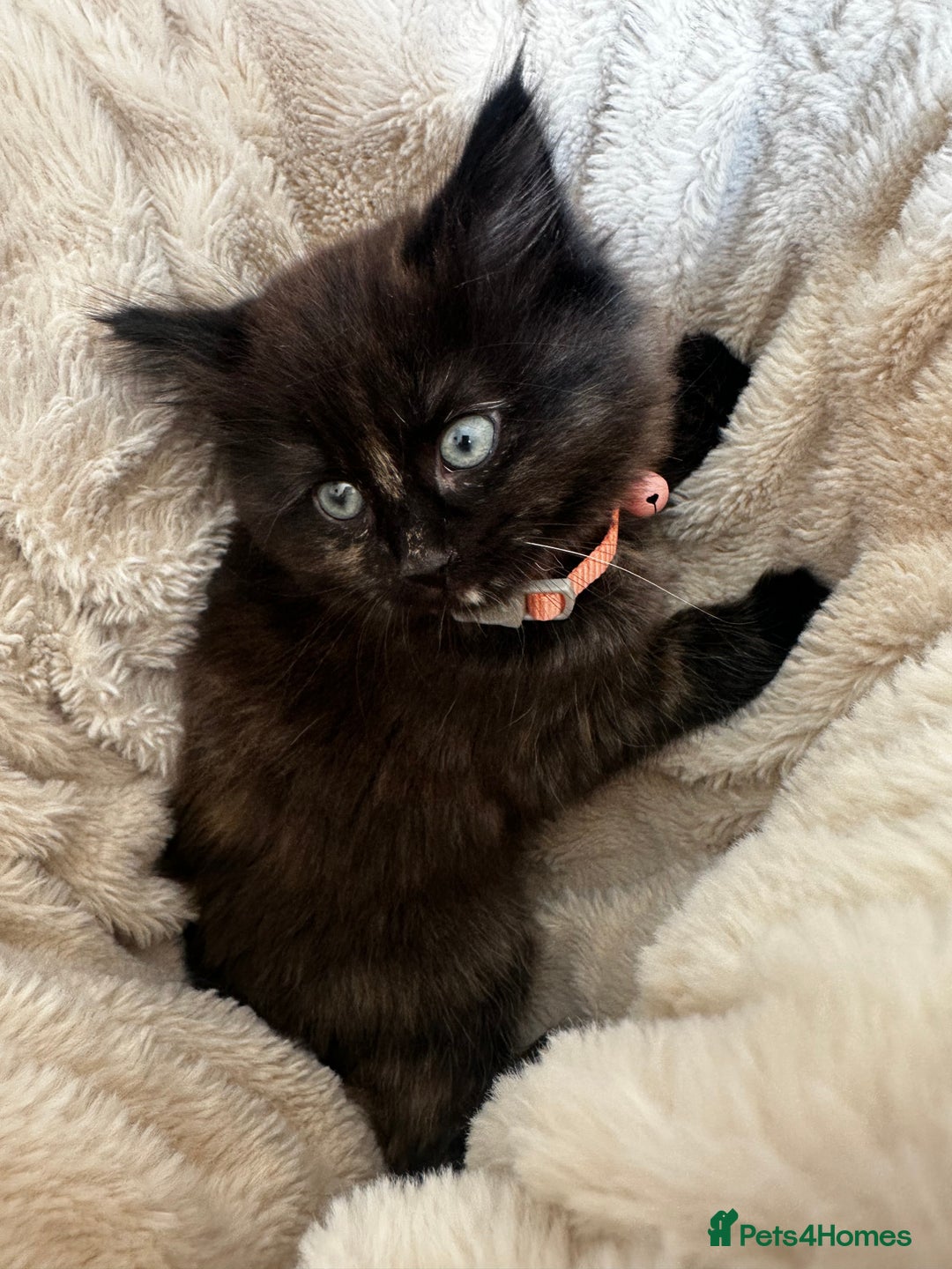 Ragdoll cats for sale: x3 adorable half ragdoll kittens ready to go - Image 18