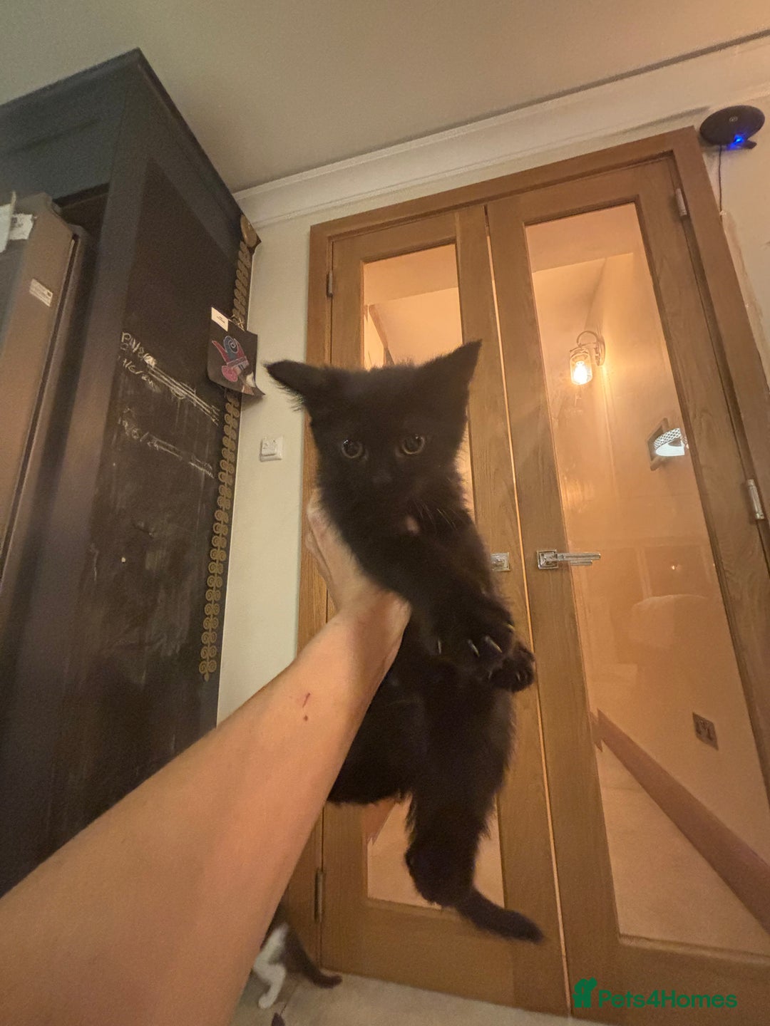 Mixed Breed cats for sale: Ready for new home!  - Image 2