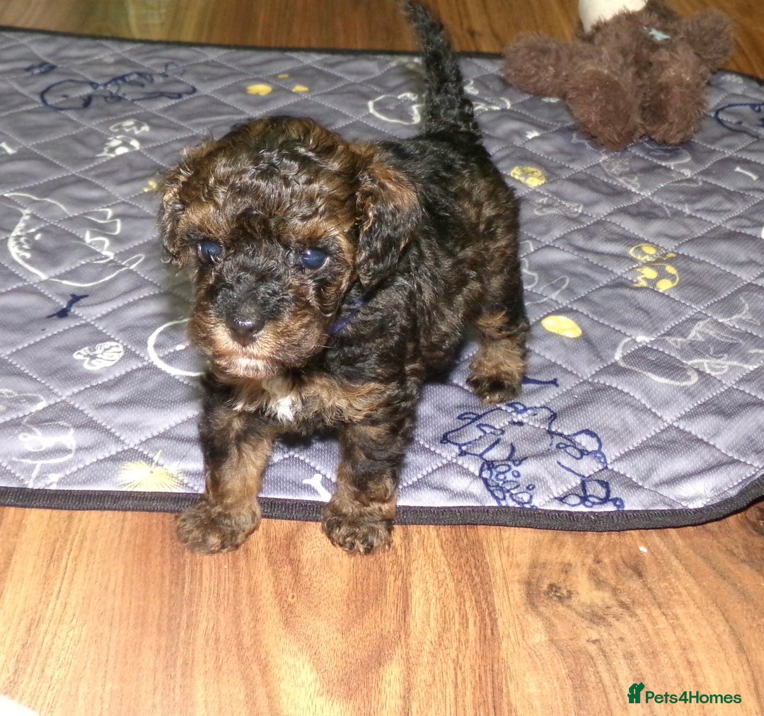 Toy Poodle dogs for sale: KC registered sable toy poodles  - Advert 20