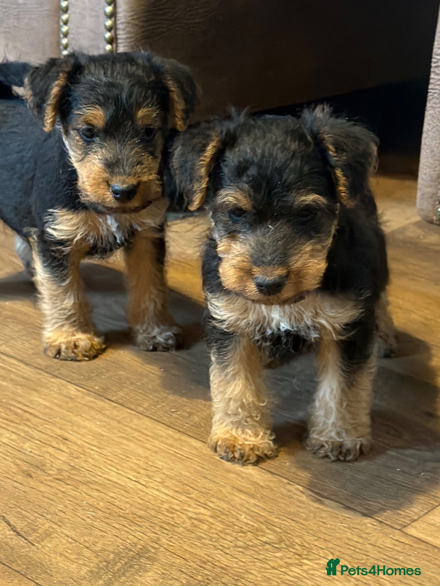 Welsh Terrier dogs for sale: Beautiful KC Registered Welsh Terrier Puppies  - Advert 12