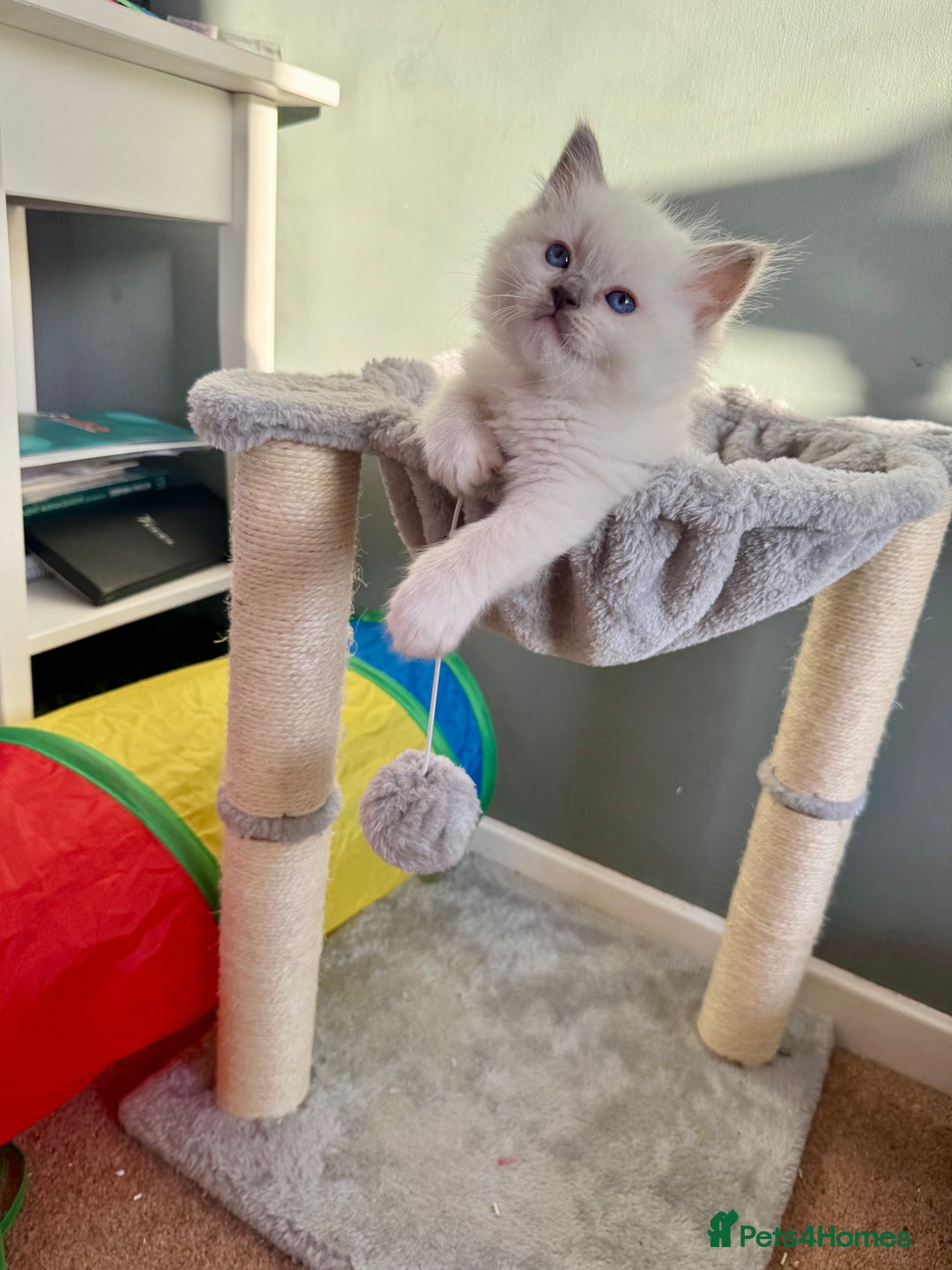 Ragdoll cats for sale: Beautiful Registered Ragdoll Kittens Available  - Advert 20